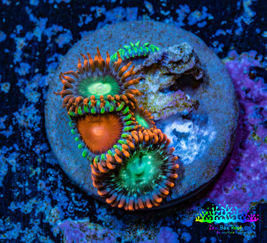 Zoanthid coral - Wild Zoa frag WYSIWYG Zoanthid coral - Wild Zoa frag WYSIWYG LPS Zoanthid coral - Wild Zoa frag WYSIWYG Zeo Box Reef