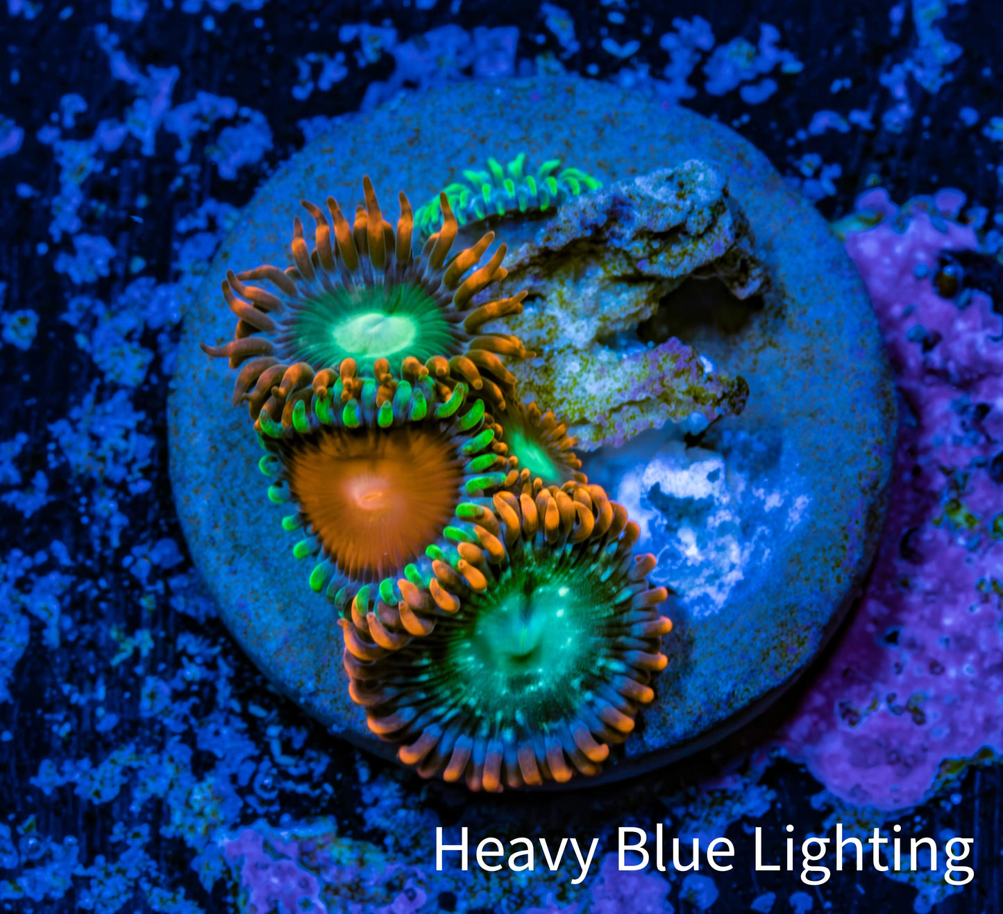 Zoanthid coral - Wild Zoa frag WYSIWYG Zoanthid coral - Wild Zoa frag WYSIWYG LPS Zoanthid coral - Wild Zoa frag WYSIWYG Zeo Box Reef