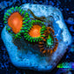 Zoanthid coral - Wild Zoa frag WYSIWYG Zoanthid coral - Wild Zoa frag WYSIWYG LPS Zoanthid coral - Wild Zoa frag WYSIWYG Zeo Box Reef