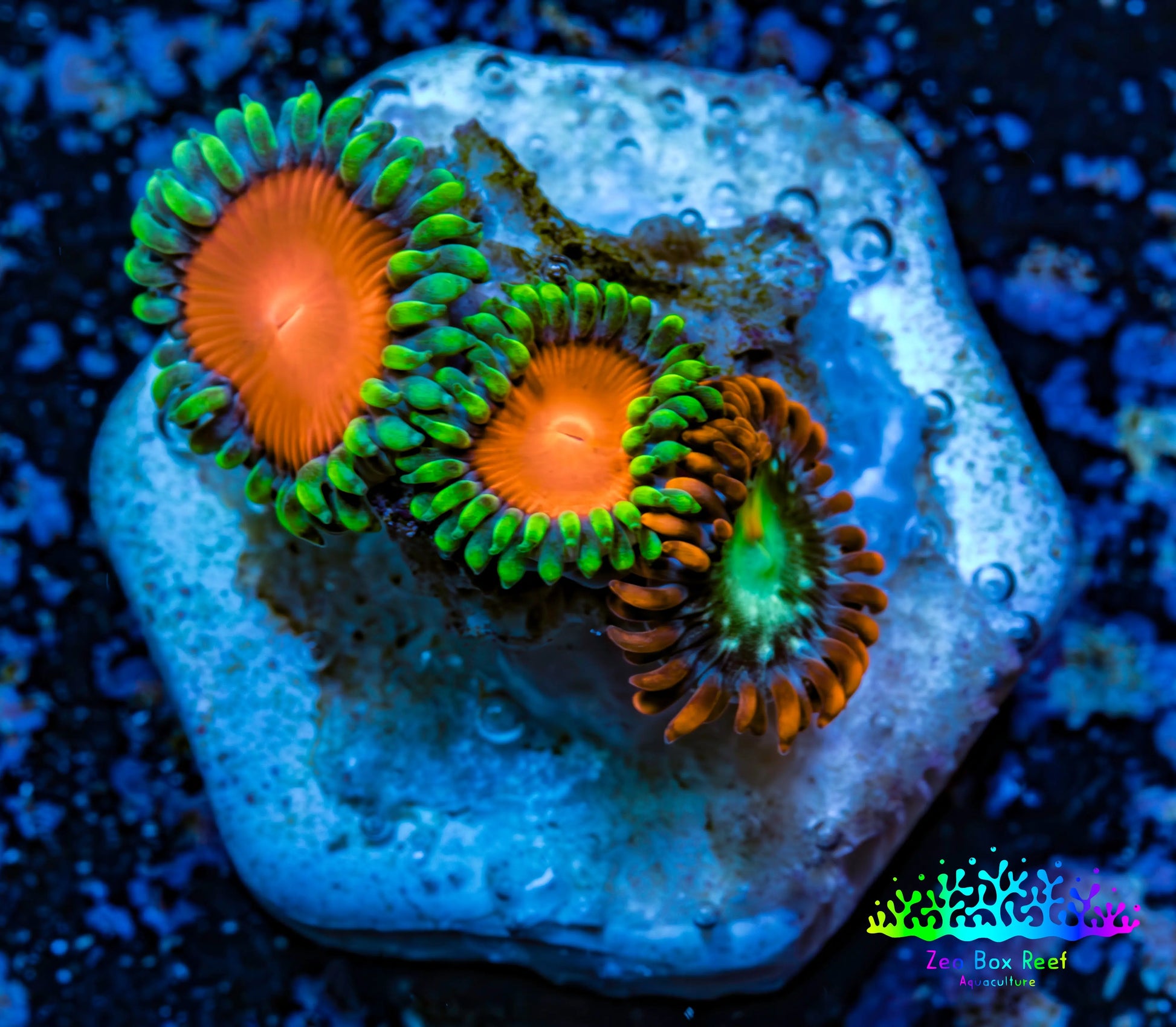Zoanthid coral - Wild Zoa frag WYSIWYG Zoanthid coral - Wild Zoa frag WYSIWYG LPS Zoanthid coral - Wild Zoa frag WYSIWYG Zeo Box Reef