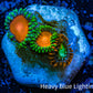 Zoanthid coral - Wild Zoa frag WYSIWYG Zoanthid coral - Wild Zoa frag WYSIWYG LPS Zoanthid coral - Wild Zoa frag WYSIWYG Zeo Box Reef