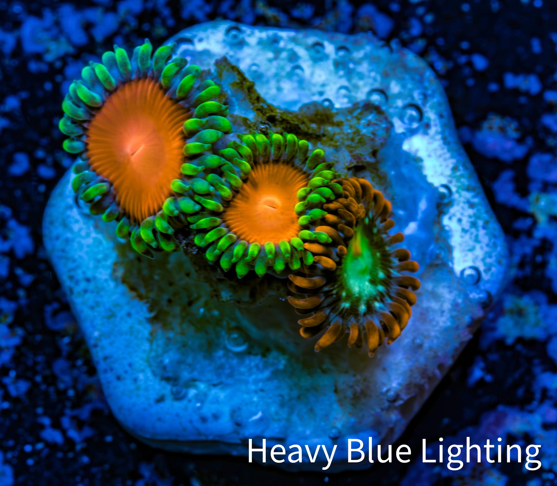 Zoanthid coral - Wild Zoa frag WYSIWYG Zoanthid coral - Wild Zoa frag WYSIWYG LPS Zoanthid coral - Wild Zoa frag WYSIWYG Zeo Box Reef