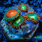 Zoanthid coral - Wild Zoa frag WYSIWYG Zoanthid coral - Wild Zoa frag WYSIWYG LPS Zoanthid coral - Wild Zoa frag WYSIWYG Zeo Box Reef
