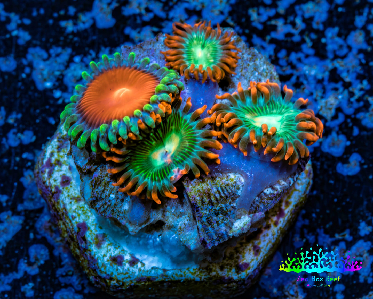 Zoanthid coral - Wild Zoa frag WYSIWYG Zoanthid coral - Wild Zoa frag WYSIWYG LPS Zoanthid coral - Wild Zoa frag WYSIWYG Zeo Box Reef