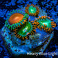 Zoanthid coral - Wild Zoa frag WYSIWYG Zoanthid coral - Wild Zoa frag WYSIWYG LPS Zoanthid coral - Wild Zoa frag WYSIWYG Zeo Box Reef