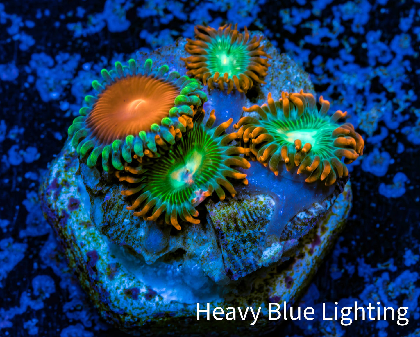 Zoanthid coral - Wild Zoa frag WYSIWYG Zoanthid coral - Wild Zoa frag WYSIWYG LPS Zoanthid coral - Wild Zoa frag WYSIWYG Zeo Box Reef