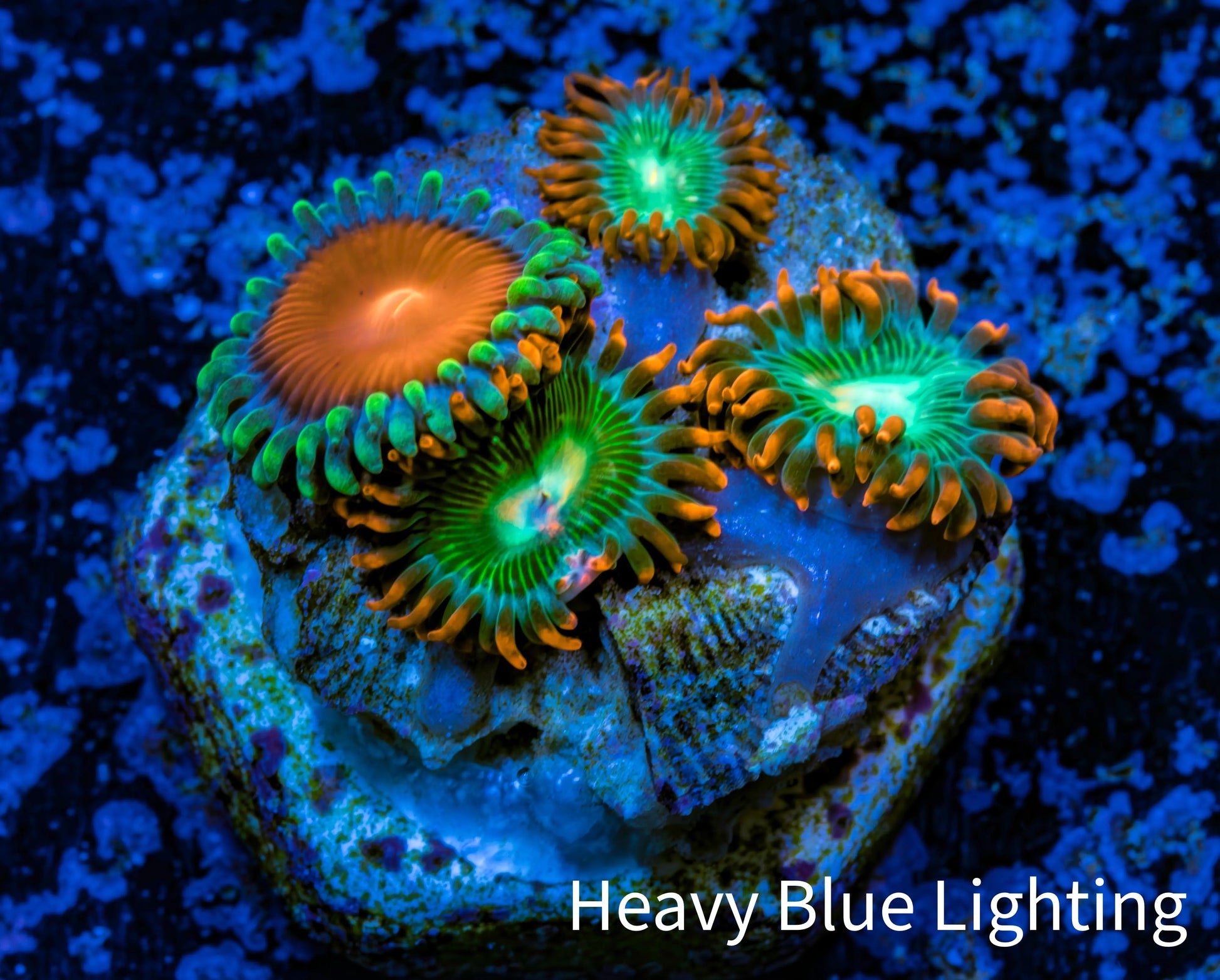 Zoanthid coral - Wild Zoa frag WYSIWYG Zoanthid coral - Wild Zoa frag WYSIWYG LPS Zoanthid coral - Wild Zoa frag WYSIWYG Zeo Box Reef