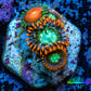 Zoanthid coral - Wild Zoa frag WYSIWYG Zoanthid coral - Wild Zoa frag WYSIWYG LPS Zoanthid coral - Wild Zoa frag WYSIWYG Zeo Box Reef