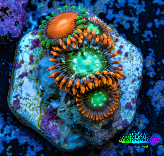 Zoanthid coral - Wild Zoa frag WYSIWYG Zoanthid coral - Wild Zoa frag WYSIWYG LPS Zoanthid coral - Wild Zoa frag WYSIWYG Zeo Box Reef