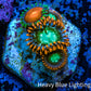 Zoanthid coral - Wild Zoa frag WYSIWYG Zoanthid coral - Wild Zoa frag WYSIWYG LPS Zoanthid coral - Wild Zoa frag WYSIWYG Zeo Box Reef