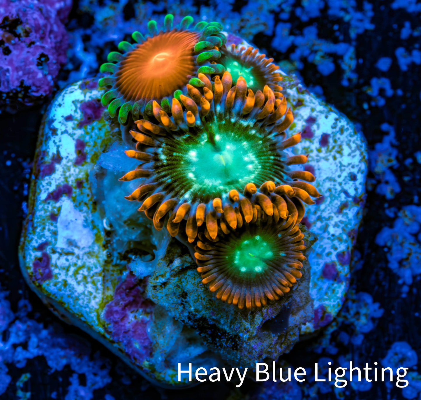 Zoanthid coral - Wild Zoa frag WYSIWYG Zoanthid coral - Wild Zoa frag WYSIWYG LPS Zoanthid coral - Wild Zoa frag WYSIWYG Zeo Box Reef