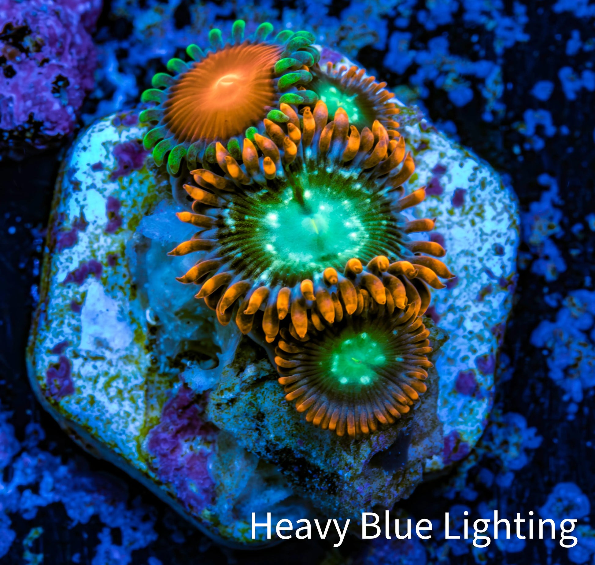 Zoanthid coral - Wild Zoa frag WYSIWYG Zoanthid coral - Wild Zoa frag WYSIWYG LPS Zoanthid coral - Wild Zoa frag WYSIWYG Zeo Box Reef