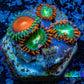 Zoanthid coral - Wild Zoa frag WYSIWYG Zoanthid coral - Wild Zoa frag WYSIWYG LPS Zoanthid coral - Wild Zoa frag WYSIWYG Zeo Box Reef