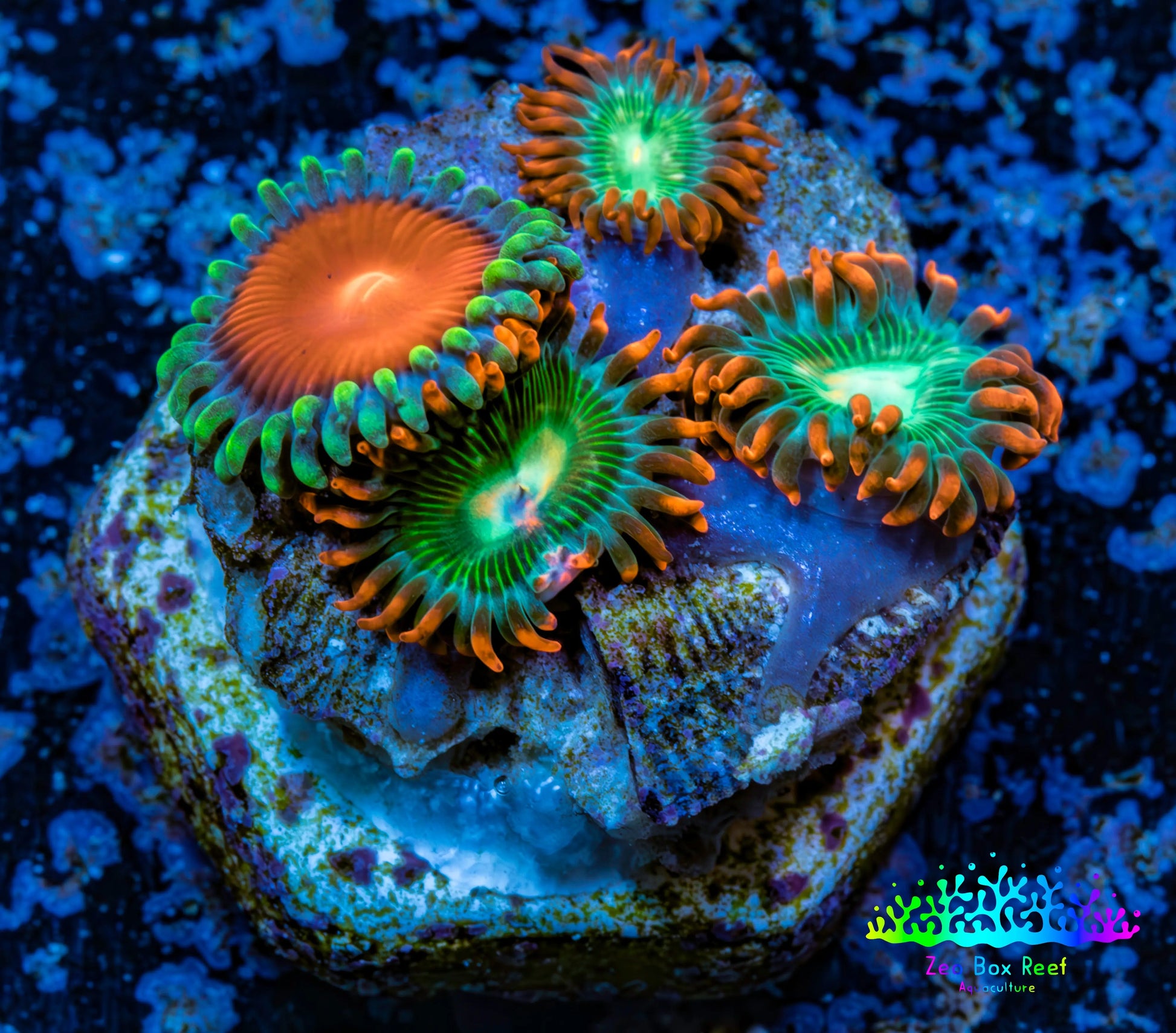 Zoanthid coral - Wild Zoa frag WYSIWYG Zoanthid coral - Wild Zoa frag WYSIWYG LPS Zoanthid coral - Wild Zoa frag WYSIWYG Zeo Box Reef