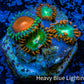 Zoanthid coral - Wild Zoa frag WYSIWYG Zoanthid coral - Wild Zoa frag WYSIWYG LPS Zoanthid coral - Wild Zoa frag WYSIWYG Zeo Box Reef