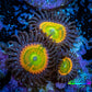 Zoanthid coral -  Zoa Frag Sunny D WYSIWYG Zoanthid coral -  Zoa Frag Sunny D WYSIWYG LPS Zoanthid coral -  Zoa Frag Sunny D WYSIWYG Zeo Box Reef