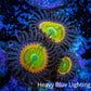 Zoanthid coral -  Zoa Frag Sunny D WYSIWYG Zoanthid coral -  Zoa Frag Sunny D WYSIWYG LPS Zoanthid coral -  Zoa Frag Sunny D WYSIWYG Zeo Box Reef