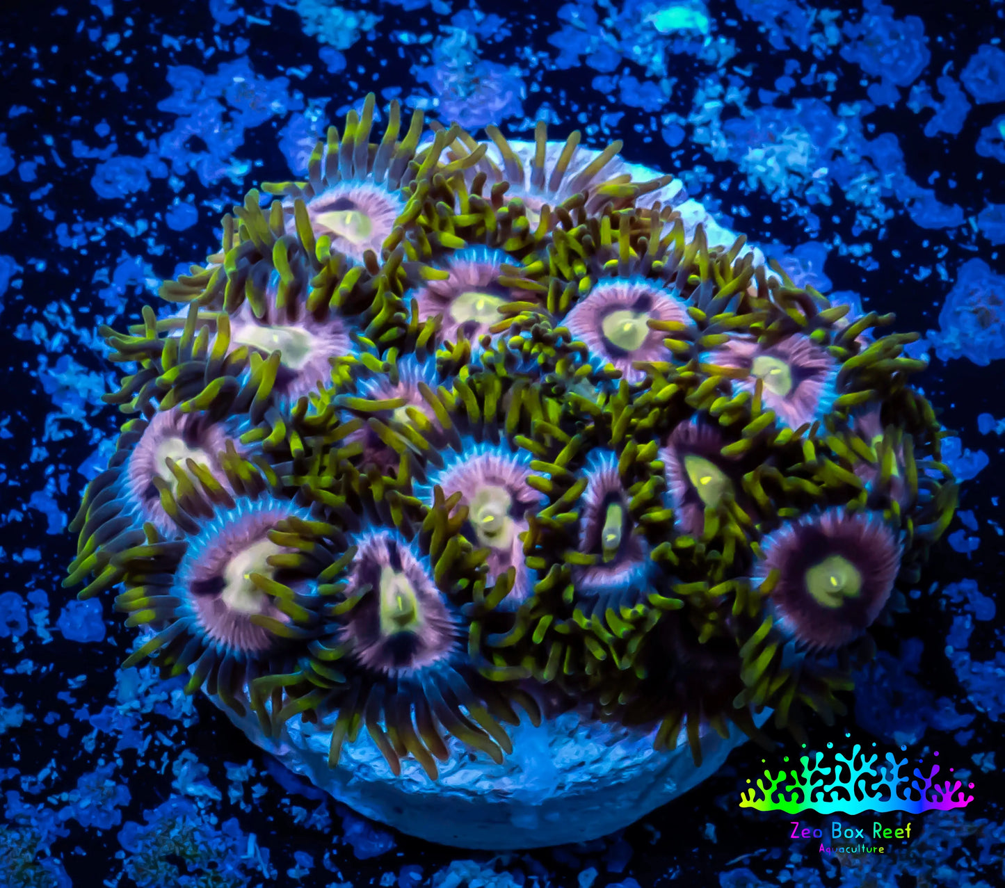 Zoanthid coral -  Zoa Frag WYSIWYG A2R6B2 Zoanthid coral -  Zoa Frag WYSIWYG A2R6B2 LPS Zoanthid coral -  Zoa Frag WYSIWYG A2R6B2 Zeo Box Reef