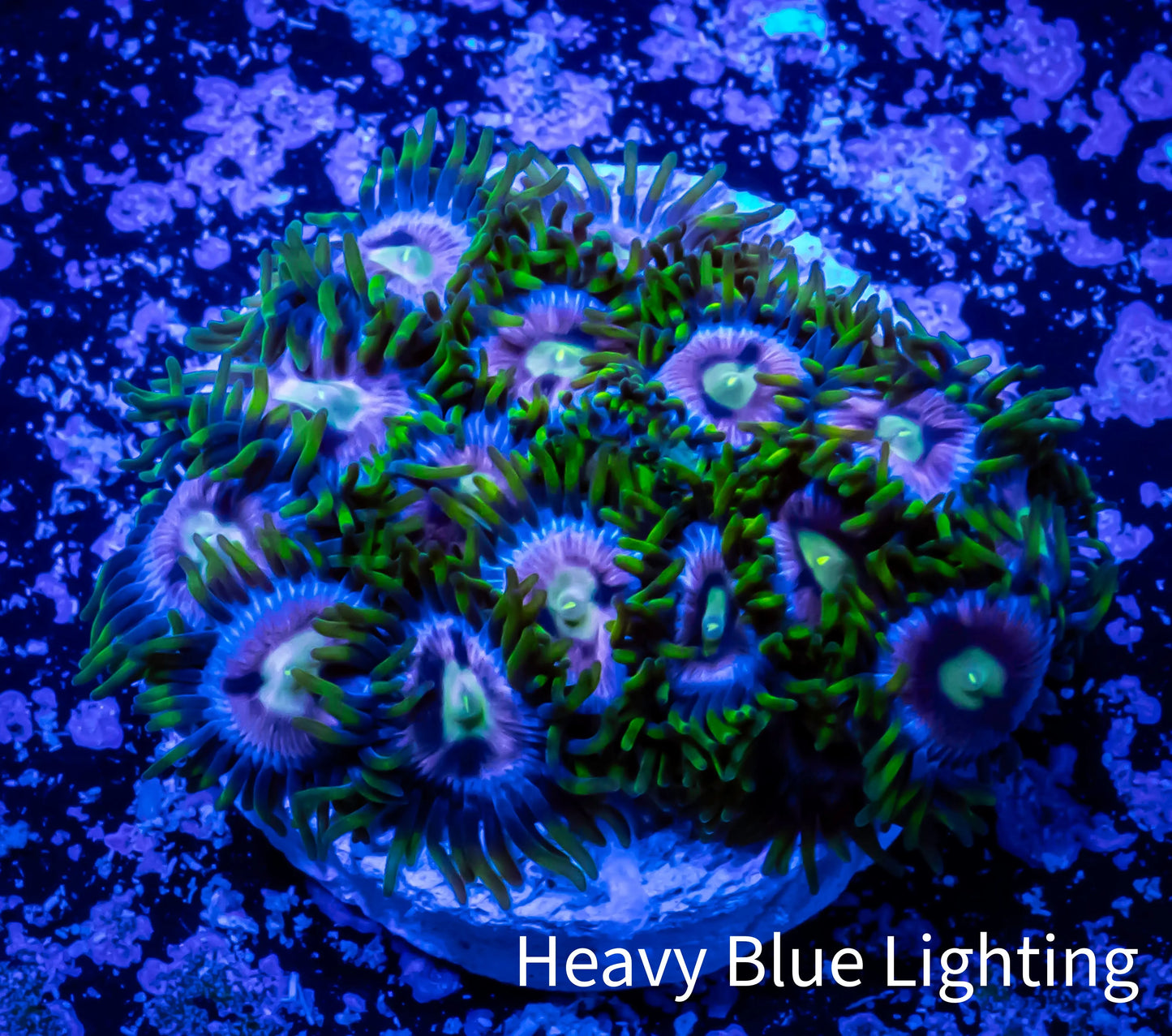 Zoanthid coral -  Zoa Frag WYSIWYG A2R6B2 Zoanthid coral -  Zoa Frag WYSIWYG A2R6B2 LPS Zoanthid coral -  Zoa Frag WYSIWYG A2R6B2 Zeo Box Reef