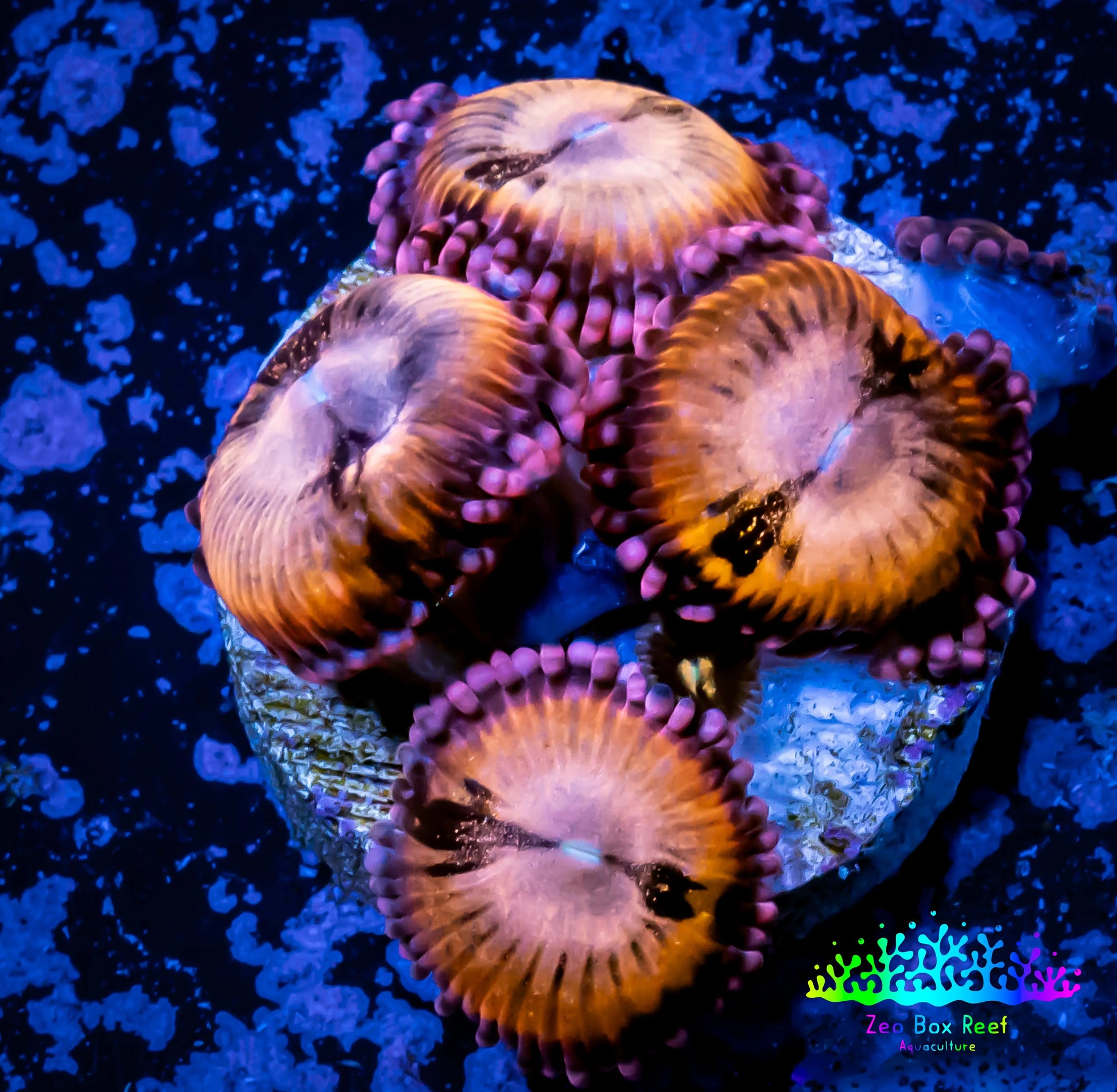 Zoanthid coral -  Zoa Frag WYSIWYG B1R6B2 Zoanthid coral -  Zoa Frag WYSIWYG B1R6B2 LPS Zoanthid coral -  Zoa Frag WYSIWYG B1R6B2 Zeo Box Reef