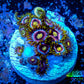 Zoanthid coral -  Zoa Frag WYSIWYG B6R6B2 Zoanthid coral -  Zoa Frag WYSIWYG B6R6B2 LPS Zoanthid coral -  Zoa Frag WYSIWYG B6R6B2 Zeo Box Reef