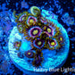 Zoanthid coral -  Zoa Frag WYSIWYG B6R6B2 Zoanthid coral -  Zoa Frag WYSIWYG B6R6B2 LPS Zoanthid coral -  Zoa Frag WYSIWYG B6R6B2 Zeo Box Reef