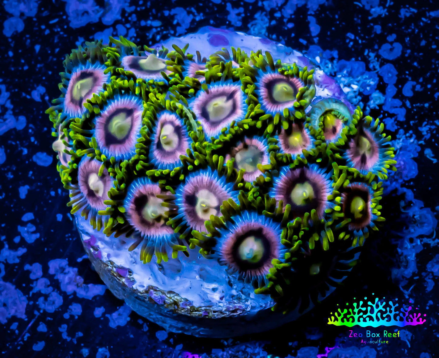 Zoanthid coral -  Zoa Frag WYSIWYG C2R6B2 Zoanthid coral -  Zoa Frag WYSIWYG C2R6B2 LPS Zoanthid coral -  Zoa Frag WYSIWYG C2R6B2 Zeo Box Reef