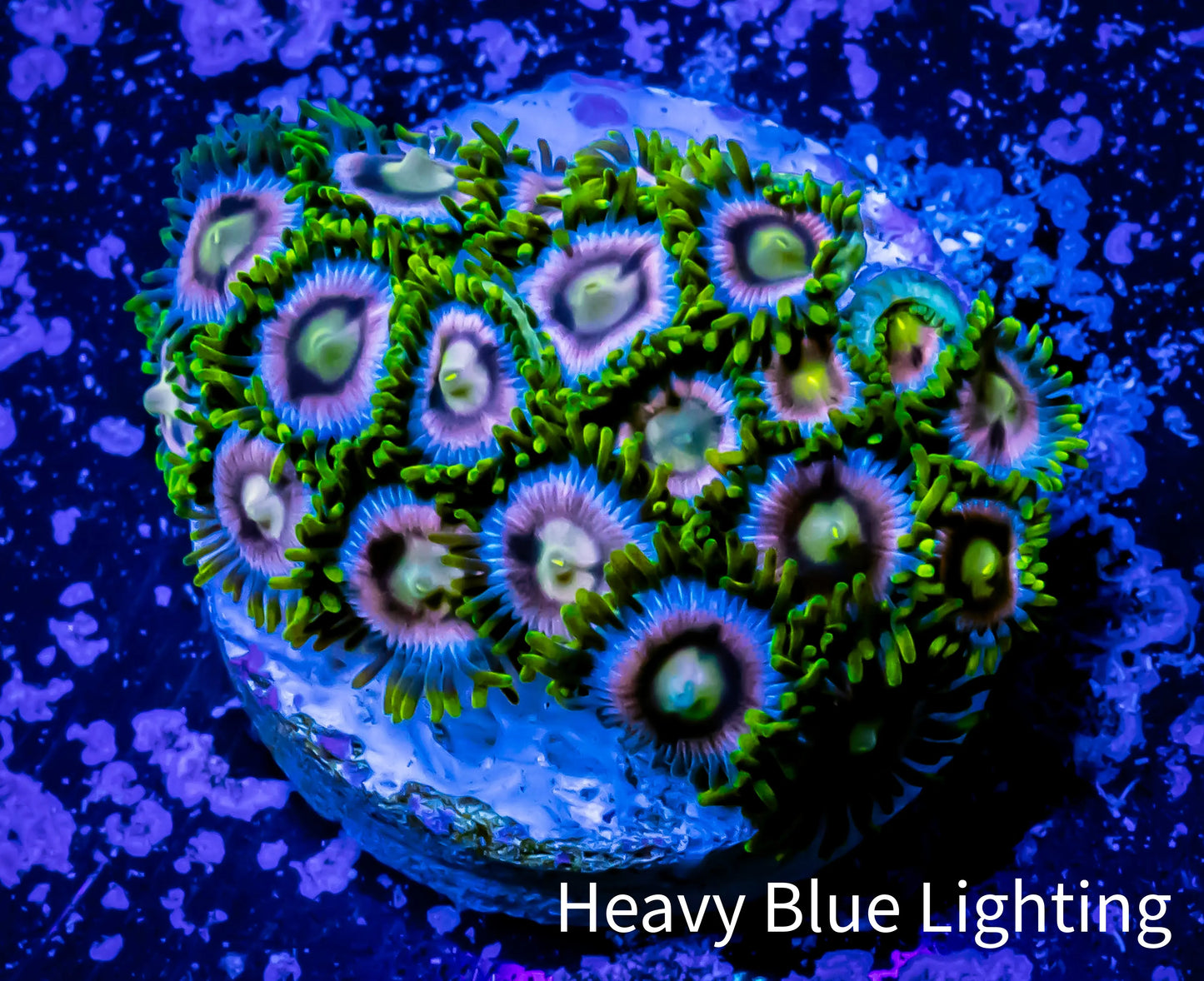 Zoanthid coral -  Zoa Frag WYSIWYG C2R6B2 Zoanthid coral -  Zoa Frag WYSIWYG C2R6B2 LPS Zoanthid coral -  Zoa Frag WYSIWYG C2R6B2 Zeo Box Reef