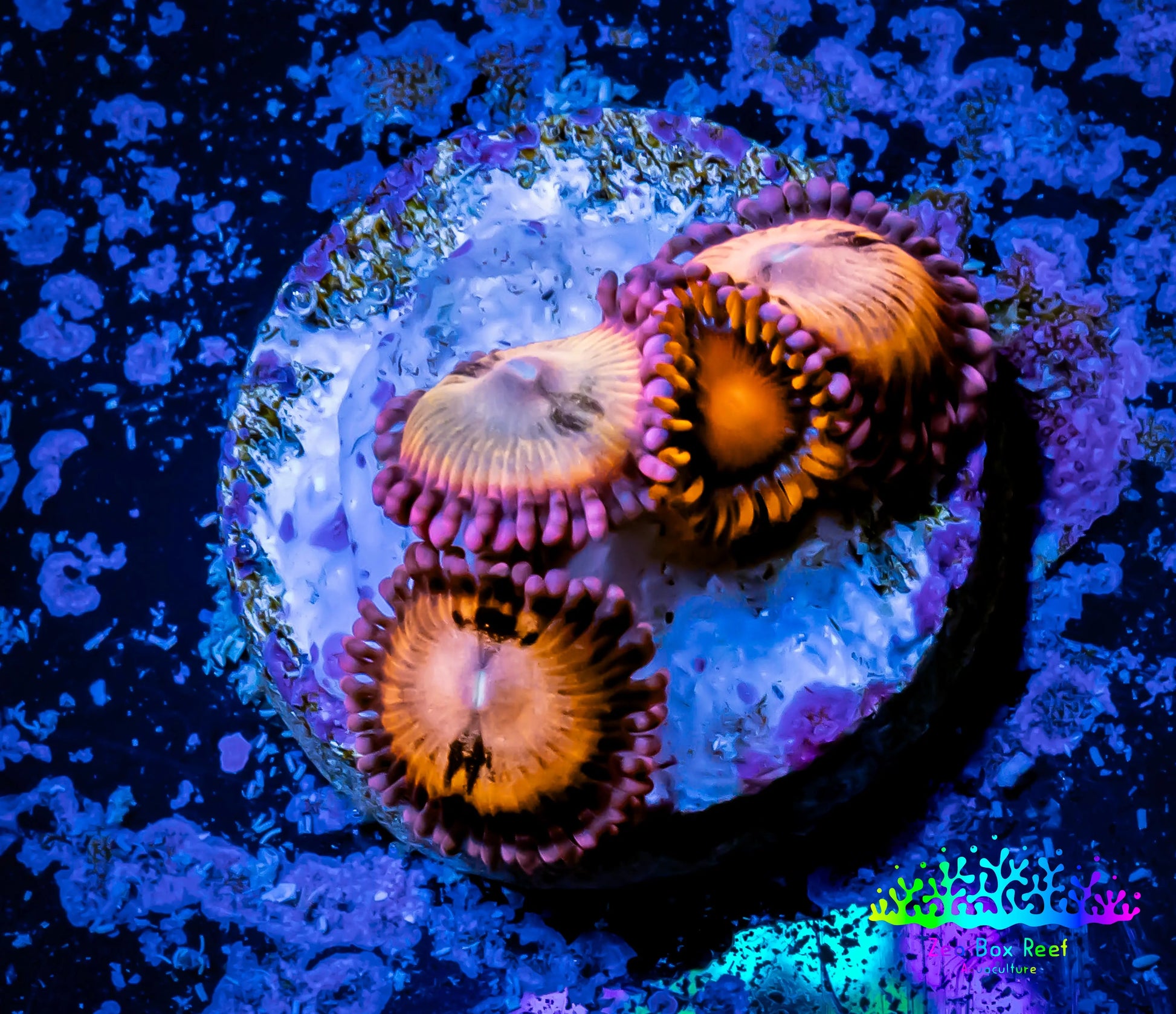 Zoanthid coral -  Zoa Frag WYSIWYG C4R6B2 Zoanthid coral -  Zoa Frag WYSIWYG C4R6B2 LPS Zoanthid coral -  Zoa Frag WYSIWYG C4R6B2 Zeo Box Reef