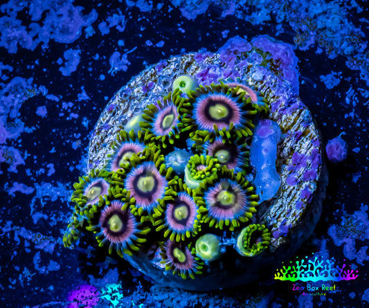 Zoanthid coral -  Zoa Frag WYSIWYG C5R6B2 Zoanthid coral -  Zoa Frag WYSIWYG C5R6B2 LPS Zoanthid coral -  Zoa Frag WYSIWYG C5R6B2 Zeo Box Reef