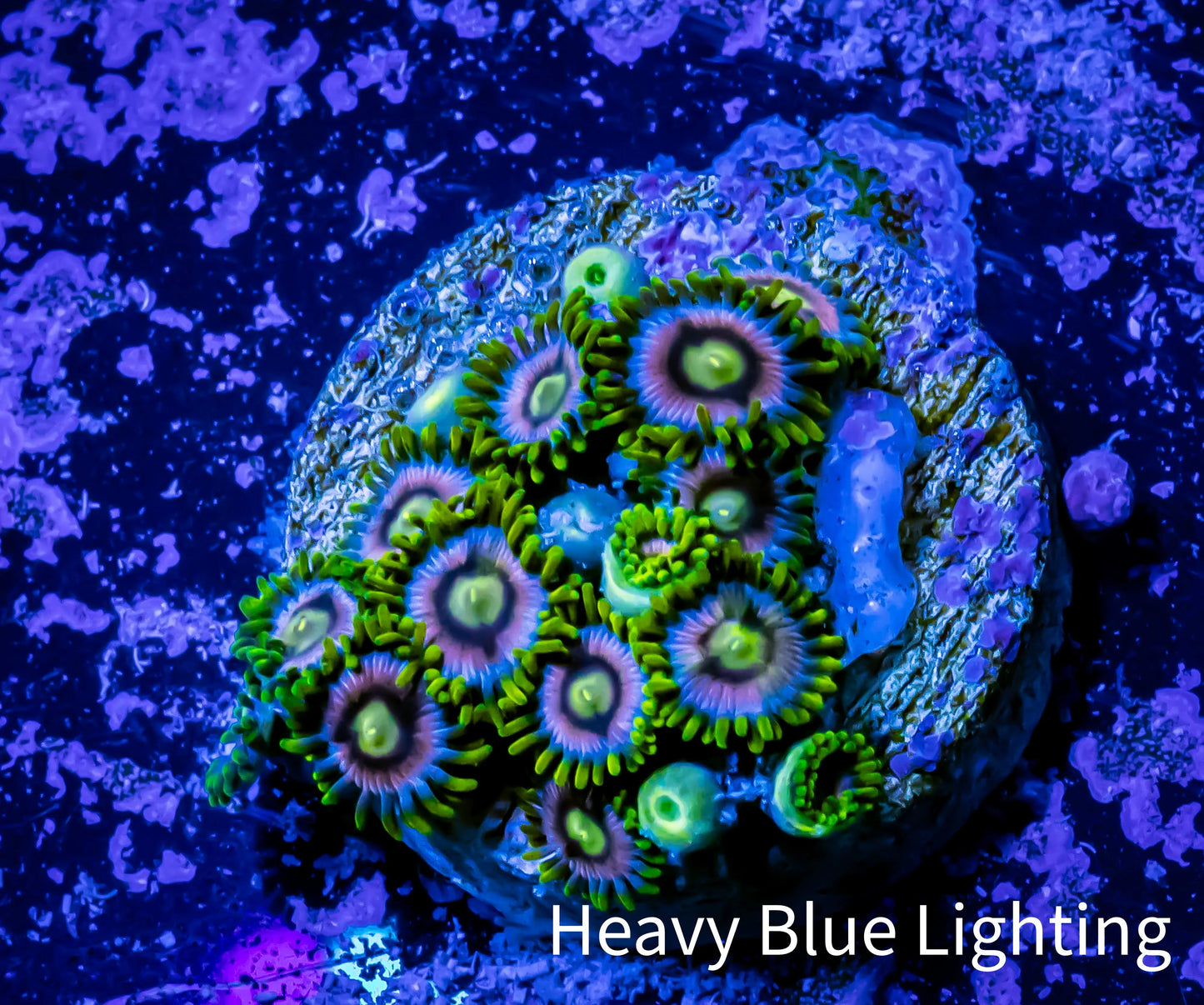 Zoanthid coral -  Zoa Frag WYSIWYG C5R6B2 Zoanthid coral -  Zoa Frag WYSIWYG C5R6B2 LPS Zoanthid coral -  Zoa Frag WYSIWYG C5R6B2 Zeo Box Reef