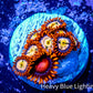 Zoanthid coral -  Zoa Frag WYSIWYG C6R6B2 Zoanthid coral -  Zoa Frag WYSIWYG C6R6B2 LPS Zoanthid coral -  Zoa Frag WYSIWYG C6R6B2 Zeo Box Reef