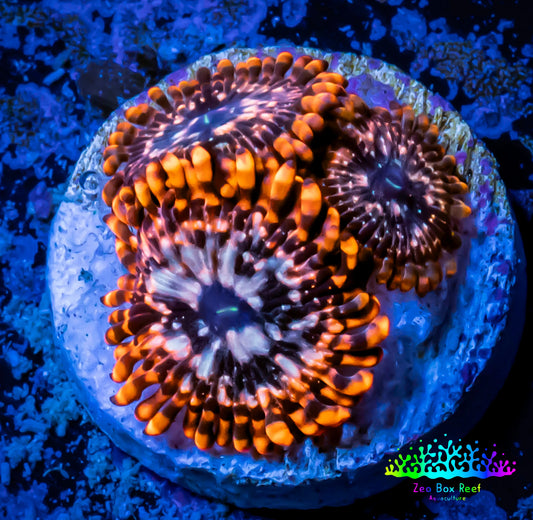 Zoanthid coral -  Zoa Frag WYSIWYG C6R6B2 Zoanthid coral -  Zoa Frag WYSIWYG C6R6B2 LPS Zoanthid coral -  Zoa Frag WYSIWYG C6R6B2 Zeo Box Reef