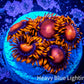 Zoanthid coral -  Zoa Frag WYSIWYG C7R6B2 Zoanthid coral -  Zoa Frag WYSIWYG C7R6B2 LPS Zoanthid coral -  Zoa Frag WYSIWYG C7R6B2 Zeo Box Reef