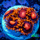 Zoanthid coral -  Zoa Frag WYSIWYG C7R6B2 Zoanthid coral -  Zoa Frag WYSIWYG C7R6B2 LPS Zoanthid coral -  Zoa Frag WYSIWYG C7R6B2 Zeo Box Reef
