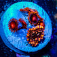 Zoanthid coral -  Zoa Frag WYSIWYG D10R6B2 Zoanthid coral -  Zoa Frag WYSIWYG D10R6B2 LPS Zoanthid coral -  Zoa Frag WYSIWYG D10R6B2 Zeo Box Reef