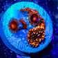 Zoanthid coral -  Zoa Frag WYSIWYG D10R6B2 Zoanthid coral -  Zoa Frag WYSIWYG D10R6B2 LPS Zoanthid coral -  Zoa Frag WYSIWYG D10R6B2 Zeo Box Reef