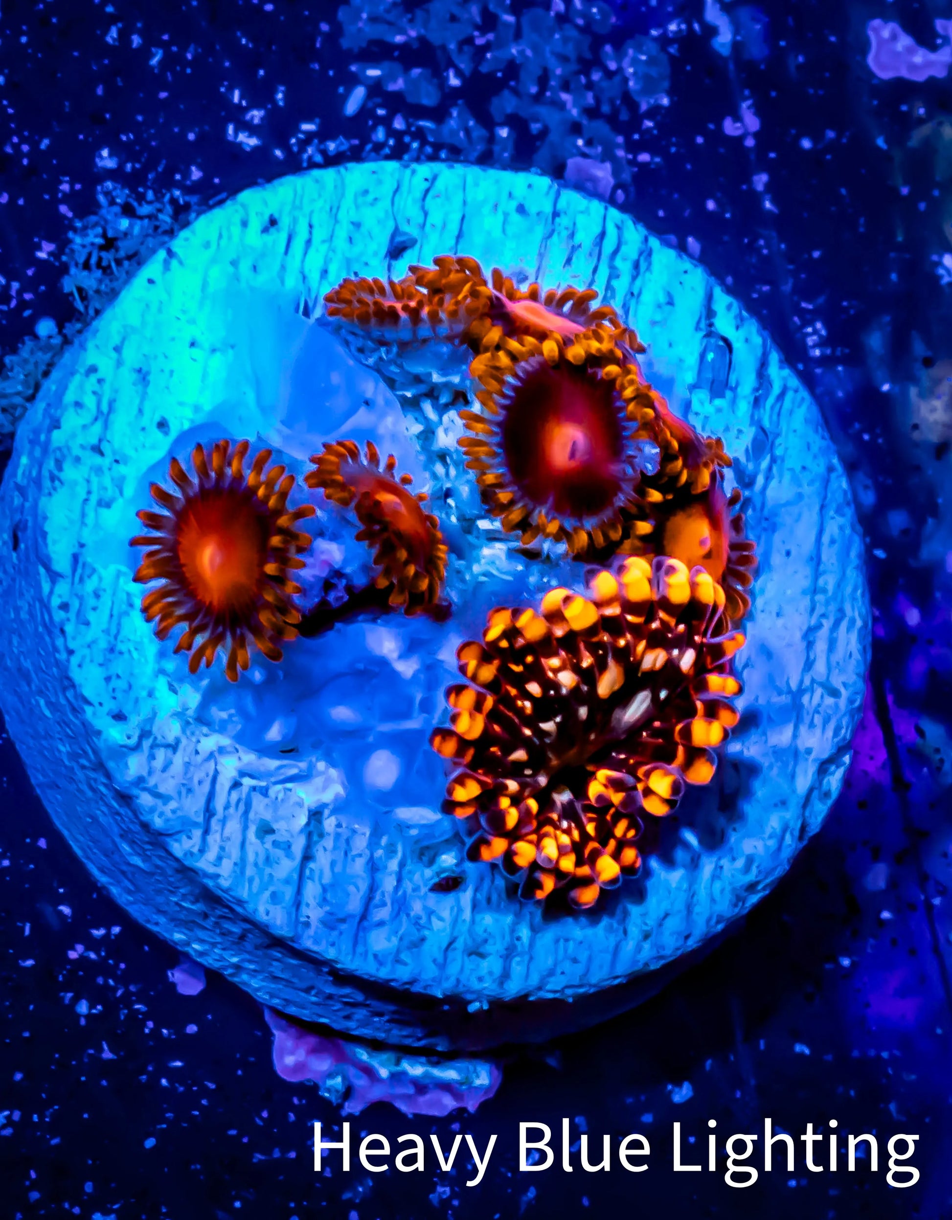 Zoanthid coral -  Zoa Frag WYSIWYG D10R6B2 Zoanthid coral -  Zoa Frag WYSIWYG D10R6B2 LPS Zoanthid coral -  Zoa Frag WYSIWYG D10R6B2 Zeo Box Reef