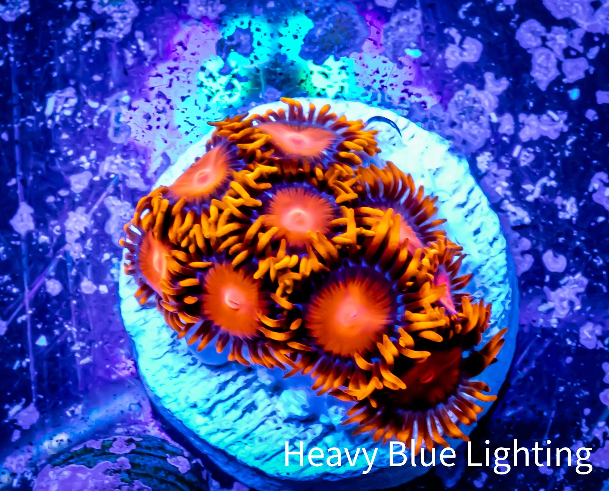 Zoanthid coral -  Zoa Frag WYSIWYG D1R6B2 Zoanthid coral -  Zoa Frag WYSIWYG D1R6B2 LPS Zoanthid coral -  Zoa Frag WYSIWYG D1R6B2 Zeo Box Reef