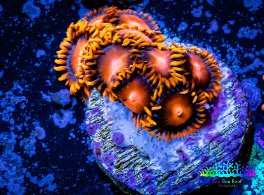 Zoanthid coral -  Zoa Frag WYSIWYG D1R6B2 Zoanthid coral -  Zoa Frag WYSIWYG D1R6B2 LPS Zoanthid coral -  Zoa Frag WYSIWYG D1R6B2 Zeo Box Reef