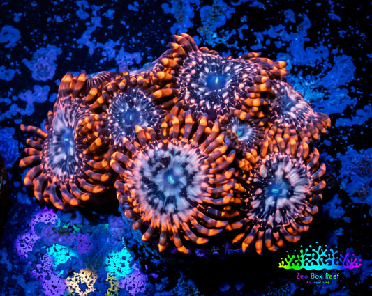 Zoanthid coral -  Zoa Frag WYSIWYG D2R6B2 Zoanthid coral -  Zoa Frag WYSIWYG D2R6B2 LPS Zoanthid coral -  Zoa Frag WYSIWYG D2R6B2 Zeo Box Reef