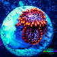 Zoanthid coral -  Zoa Frag WYSIWYG D4R6B2 Zoanthid coral -  Zoa Frag WYSIWYG D4R6B2 LPS Zoanthid coral -  Zoa Frag WYSIWYG D4R6B2 Zeo Box Reef
