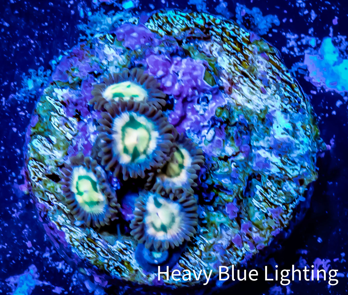 Zoanthid coral -  Zoa Frag WYSIWYG D5R6B2 Zoanthid coral -  Zoa Frag WYSIWYG D5R6B2 LPS Zoanthid coral -  Zoa Frag WYSIWYG D5R6B2 Zeo Box Reef