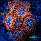 Zoanthid coral -  Zoa Frag WYSIWYG D5R6B2 Zoanthid coral -  Zoa Frag WYSIWYG D5R6B2 LPS Zoanthid coral -  Zoa Frag WYSIWYG D5R6B2 Zeo Box Reef