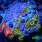 Zoanthid coral -  Zoa Frag WYSIWYG D6R6B2 Zoanthid coral -  Zoa Frag WYSIWYG D6R6B2 LPS Zoanthid coral -  Zoa Frag WYSIWYG D6R6B2 Zeo Box Reef