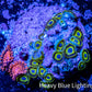 Zoanthid coral -  Zoa Frag WYSIWYG D6R6B2 Zoanthid coral -  Zoa Frag WYSIWYG D6R6B2 LPS Zoanthid coral -  Zoa Frag WYSIWYG D6R6B2 Zeo Box Reef