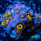 Zoanthid coral -  Zoa Frag WYSIWYG D7R6B2 Zoanthid coral -  Zoa Frag WYSIWYG D7R6B2 LPS Zoanthid coral -  Zoa Frag WYSIWYG D7R6B2 Zeo Box Reef