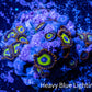 Zoanthid coral -  Zoa Frag WYSIWYG D7R6B2 Zoanthid coral -  Zoa Frag WYSIWYG D7R6B2 LPS Zoanthid coral -  Zoa Frag WYSIWYG D7R6B2 Zeo Box Reef