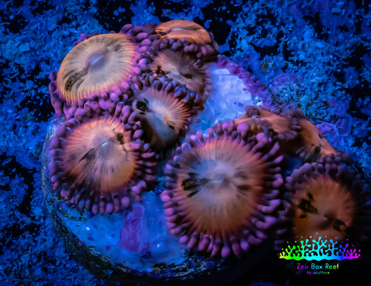 Zoanthid coral -  Zoa Frag WYSIWYG E3R6B2 Zoanthid coral -  Zoa Frag WYSIWYG E3R6B2 LPS Zoanthid coral -  Zoa Frag WYSIWYG E3R6B2 Zeo Box Reef