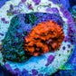 cmUltra Corellamorph - Morph Coral WYSIWYG cmUltra Corellamorph - Morph Coral WYSIWYG Animals & Pet Supplies cmUltra Corellamorph - Morph Coral WYSIWYG Zeo Box Reef